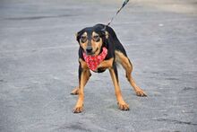 MIKA, Hund, Pinscher-Mix in Spanien - Bild 3