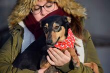 MIKA, Hund, Pinscher-Mix in Spanien - Bild 4