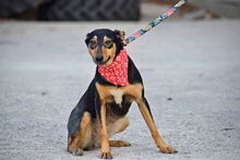 MIKA, Hund, Pinscher-Mix in Spanien - Bild 5