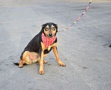 MIKA, Hund, Pinscher-Mix in Spanien - Bild 6