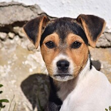 PETER, Hund, Mischlingshund in Spanien - Bild 1