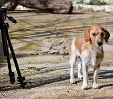 PETER, Hund, Mischlingshund in Spanien - Bild 10