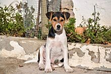 PETER, Hund, Mischlingshund in Spanien - Bild 2