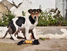 PETER, Hund, Mischlingshund in Spanien - Bild 3