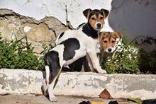 PETER, Hund, Mischlingshund in Spanien - Bild 5