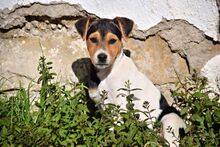 PETER, Hund, Mischlingshund in Spanien - Bild 6