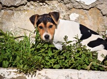 PETER, Hund, Mischlingshund in Spanien - Bild 7