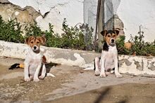 PETER, Hund, Mischlingshund in Spanien - Bild 9