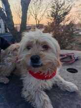 MISSY, Hund, Mischlingshund in Wahlern - Bild 6