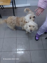 MISSY, Hund, Mischlingshund in Wahlern - Bild 7