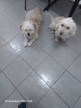 MISSY, Hund, Mischlingshund in Wahlern - Bild 8
