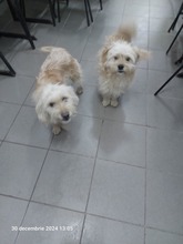 MISSY, Hund, Mischlingshund in Wahlern - Bild 9