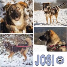 JOSI, Hund, Mischlingshund in Weilrod - Bild 1