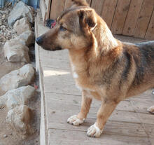 NEYMAR, Hund, Mischlingshund in Portugal - Bild 2