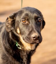 NEFRIT, Hund, Mischlingshund in Ungarn - Bild 1