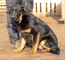 NEFRIT, Hund, Mischlingshund in Ungarn - Bild 2