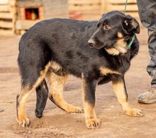 NEFRIT, Hund, Mischlingshund in Ungarn - Bild 3