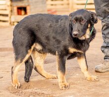 NEFRIT, Hund, Mischlingshund in Ungarn - Bild 4