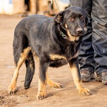 NEFRIT, Hund, Mischlingshund in Ungarn - Bild 5