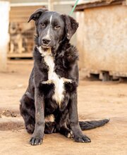 OPAL, Hund, Mischlingshund in Ungarn - Bild 1