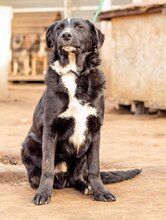 OPAL, Hund, Mischlingshund in Ungarn - Bild 2