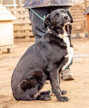 OPAL, Hund, Mischlingshund in Ungarn - Bild 3