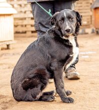 OPAL, Hund, Mischlingshund in Ungarn - Bild 4