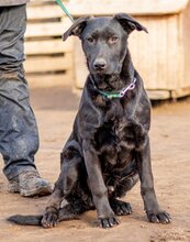 ONIX, Hund, Mischlingshund in Ungarn - Bild 1