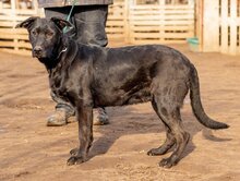 ONIX, Hund, Mischlingshund in Ungarn - Bild 2