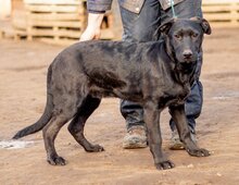 ONIX, Hund, Mischlingshund in Ungarn - Bild 5