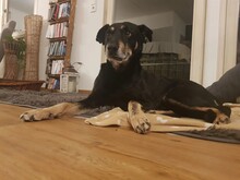 RUDI, Hund, Mischlingshund in Gößweinstein - Bild 11