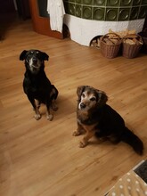 RUDI, Hund, Mischlingshund in Gößweinstein - Bild 12