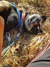 RUDI, Hund, Mischlingshund in Gößweinstein - Bild 13