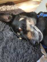 RUDI, Hund, Mischlingshund in Gößweinstein - Bild 14