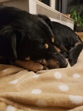 RUDI, Hund, Mischlingshund in Gößweinstein - Bild 15