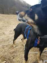 RUDI, Hund, Mischlingshund in Gößweinstein - Bild 16