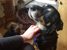RUDI, Hund, Mischlingshund in Gößweinstein - Bild 6