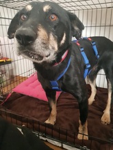 RUDI, Hund, Mischlingshund in Gößweinstein - Bild 8