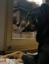 RUDI, Hund, Mischlingshund in Gößweinstein - Bild 9