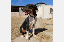 RUFUS, Hund, Mischlingshund in Spanien - Bild 7