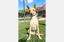 BONITA, Hund, Podenco-Mix in Spanien