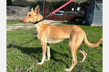 BONITA, Hund, Podenco-Mix in Spanien - Bild 10