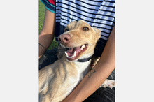 BONITA, Hund, Podenco-Mix in Spanien - Bild 11