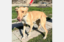 BONITA, Hund, Podenco-Mix in Spanien - Bild 12