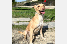 BONITA, Hund, Podenco-Mix in Spanien - Bild 2