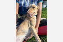 BONITA, Hund, Podenco-Mix in Spanien - Bild 3