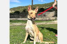 BONITA, Hund, Podenco-Mix in Spanien - Bild 4