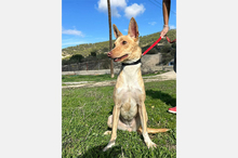 BONITA, Hund, Podenco-Mix in Spanien - Bild 5