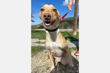 BONITA, Hund, Podenco-Mix in Spanien - Bild 6