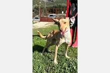 BONITA, Hund, Podenco-Mix in Spanien - Bild 7